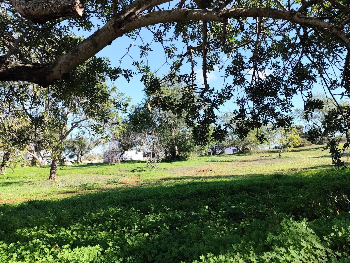 Tuin bij het appartement te Monte ouro verde in Estoi. De Algarve. Portugal.