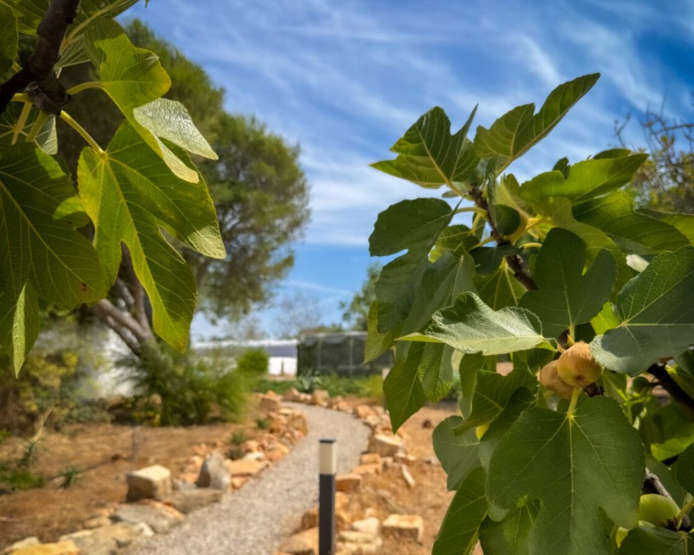 Vijgen op het landgoed van nederlanders, Monte ouro verde in Estoi. Faro. De Algarve. Portugal.