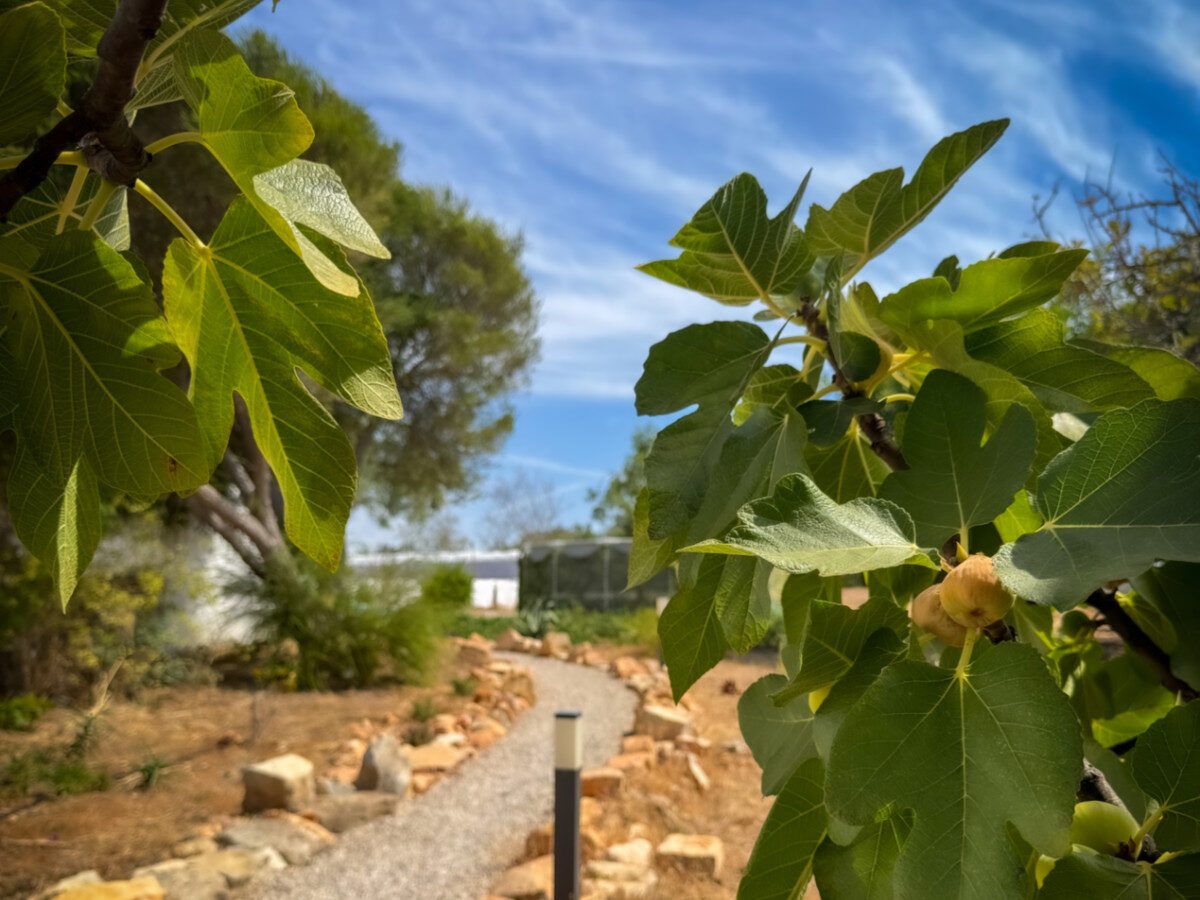 Vijgen op het landgoed van nederlanders, Monte ouro verde in Estoi. Faro. De Algarve. Portugal.