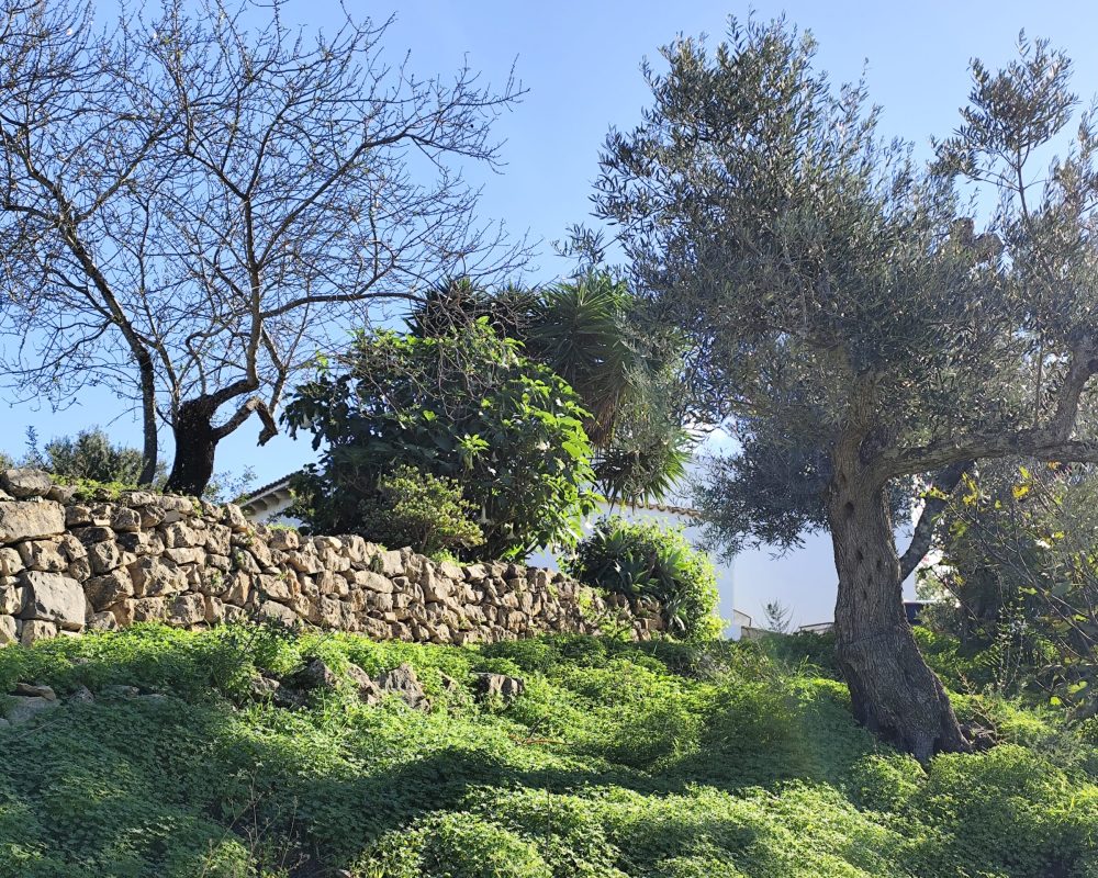 Olijfbomen en amandelbomen bij het appartement te Monte ouro verde in Estoi. De Algarve. Portugal.